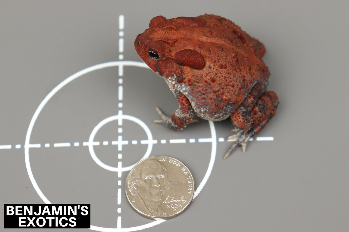 Super Red Southern Toad CBB Grade B Juvenile (1 Pack) Anaxyrus terrestris