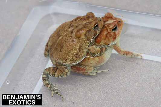 Georgia Locality Southern Toad Tadpoles (5 Pack) Free Shipping