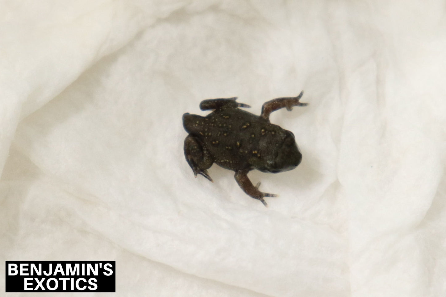 American Toad CBB (1 Pack) Anaxyrus americanus
