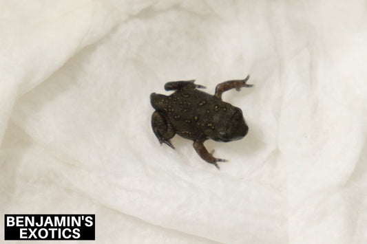 American Toad CBB (1 Pack) Anaxyrus americanus
