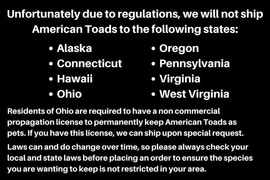 American Toad CBB (1 Pack) Anaxyrus americanus