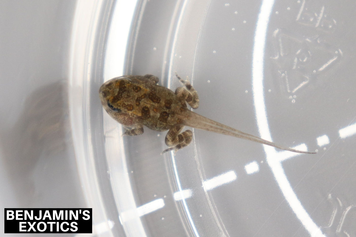 Southern Toad CBB Georgia Locality (1 Pack) Anaxyrus terrestris