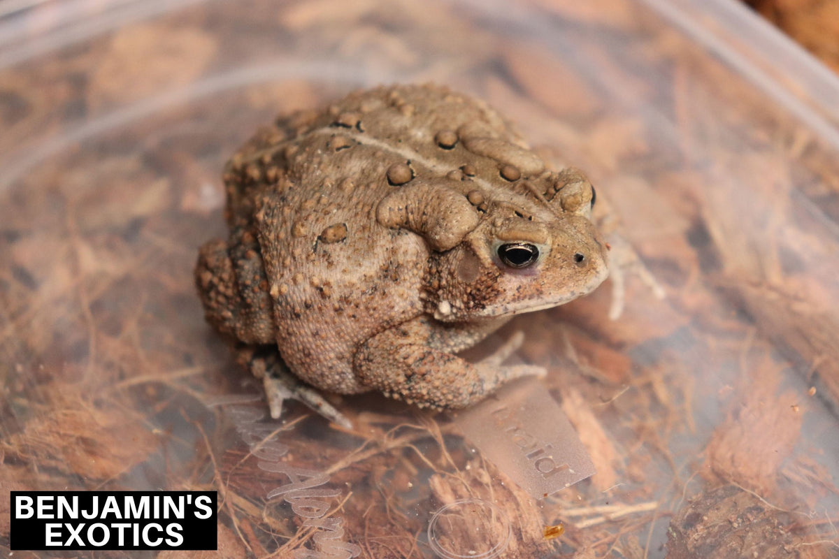 American Toad Subadult Female CBB (1 Pack) Anaxyrus americanus