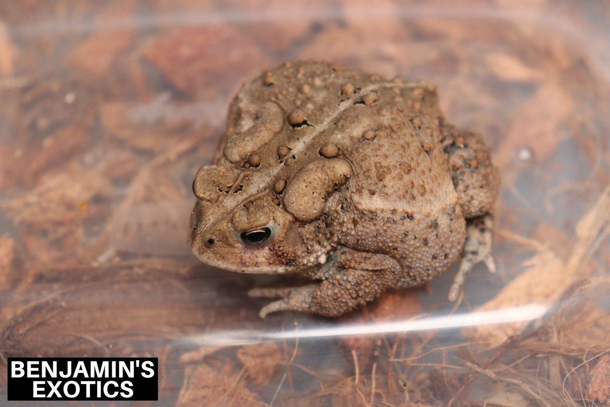 American Toad Subadult Female CBB (1 Pack) Anaxyrus americanus