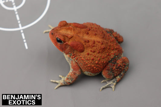 Super Red Southern Toad CBB Grade A (1 Pack) Anaxyrus terrestris