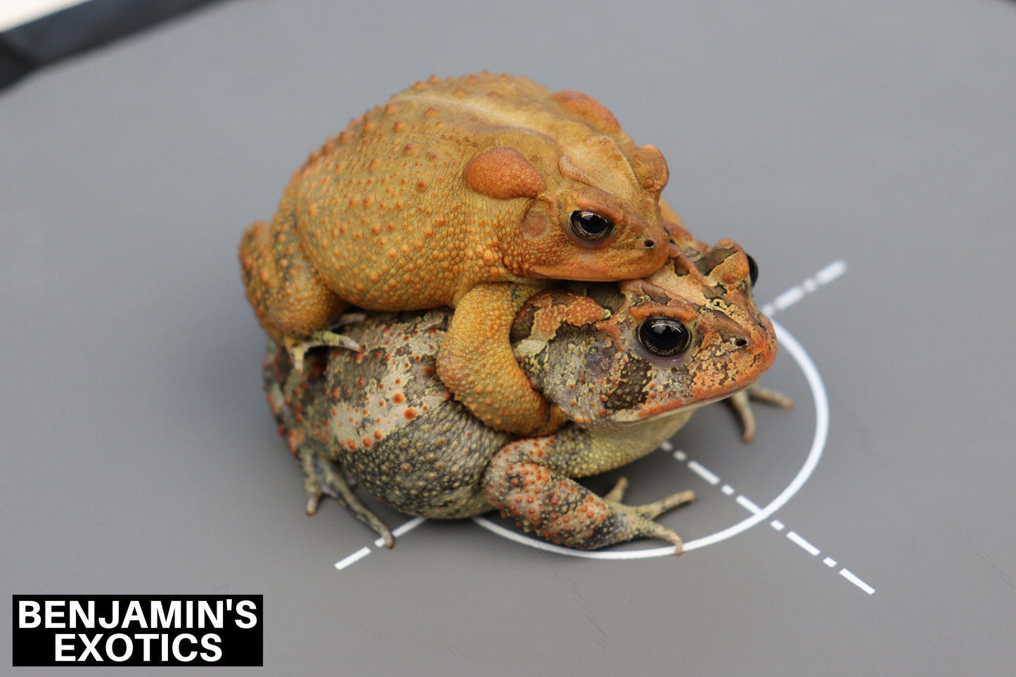 Amber Southern Toad Tadpoles (5 Pack) Free Shipping