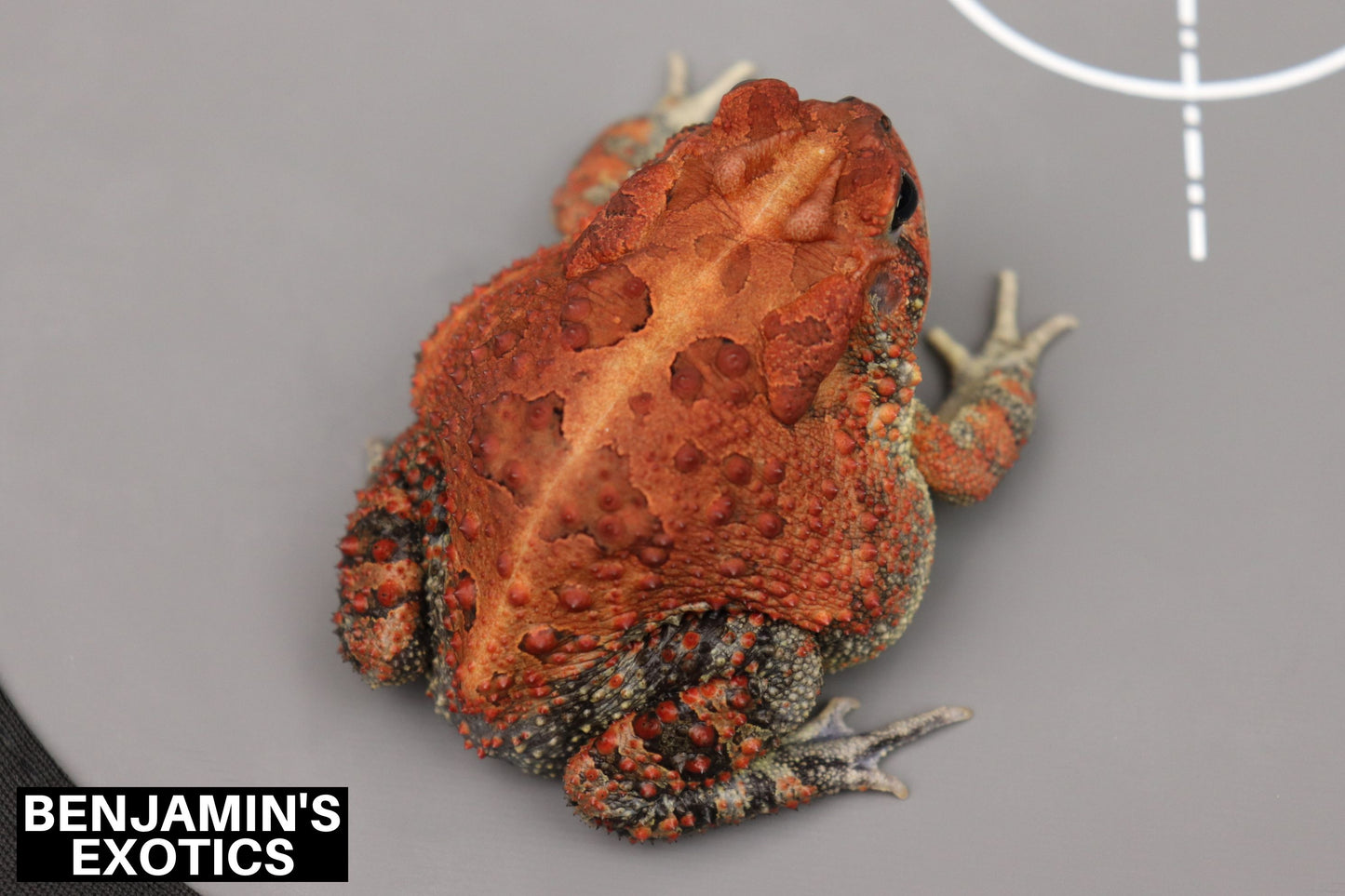 Super Red Southern Toad Tadpoles (5 Pack) Free Shipping