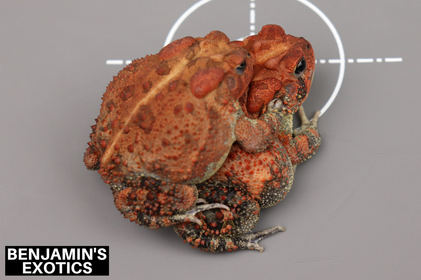Super Red Southern Toad Tadpoles (5 Pack) Free Shipping