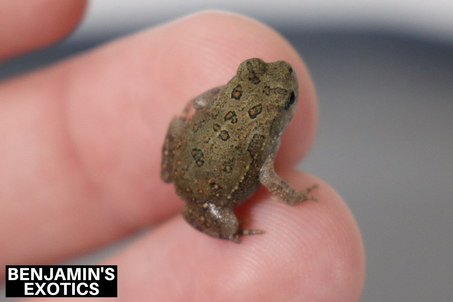 American Toad CBB (1 Pack) Anaxyrus americanus