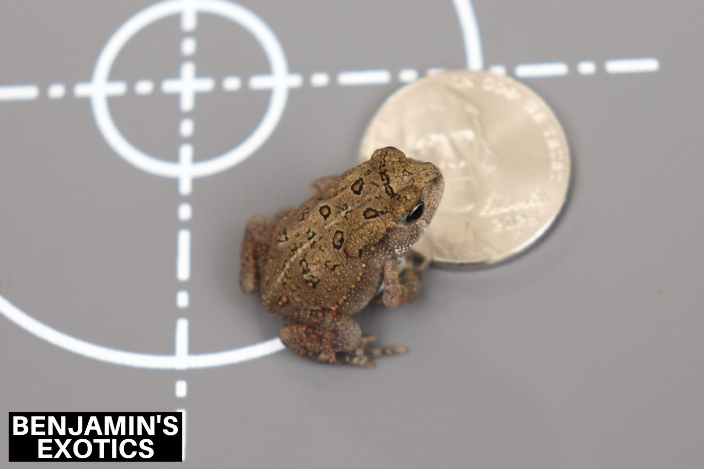 American Toad CBB (1 Pack) Anaxyrus americanus