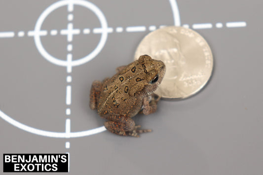American Toad CBB (1 Pack) Anaxyrus americanus