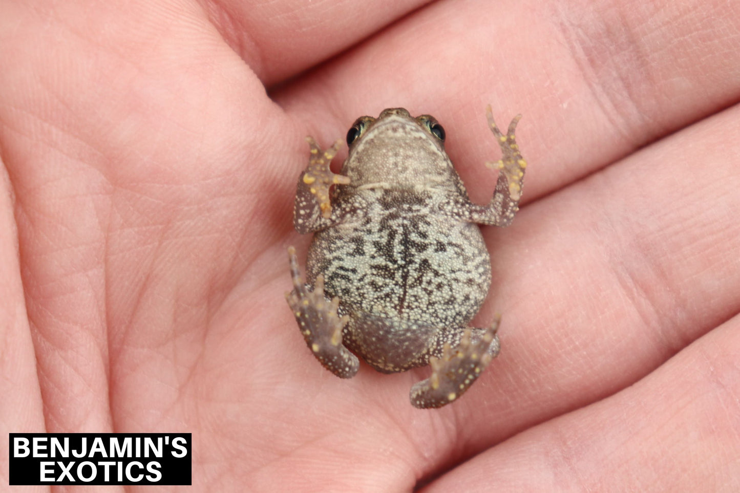 American Toad CBB (1 Pack) Anaxyrus americanus