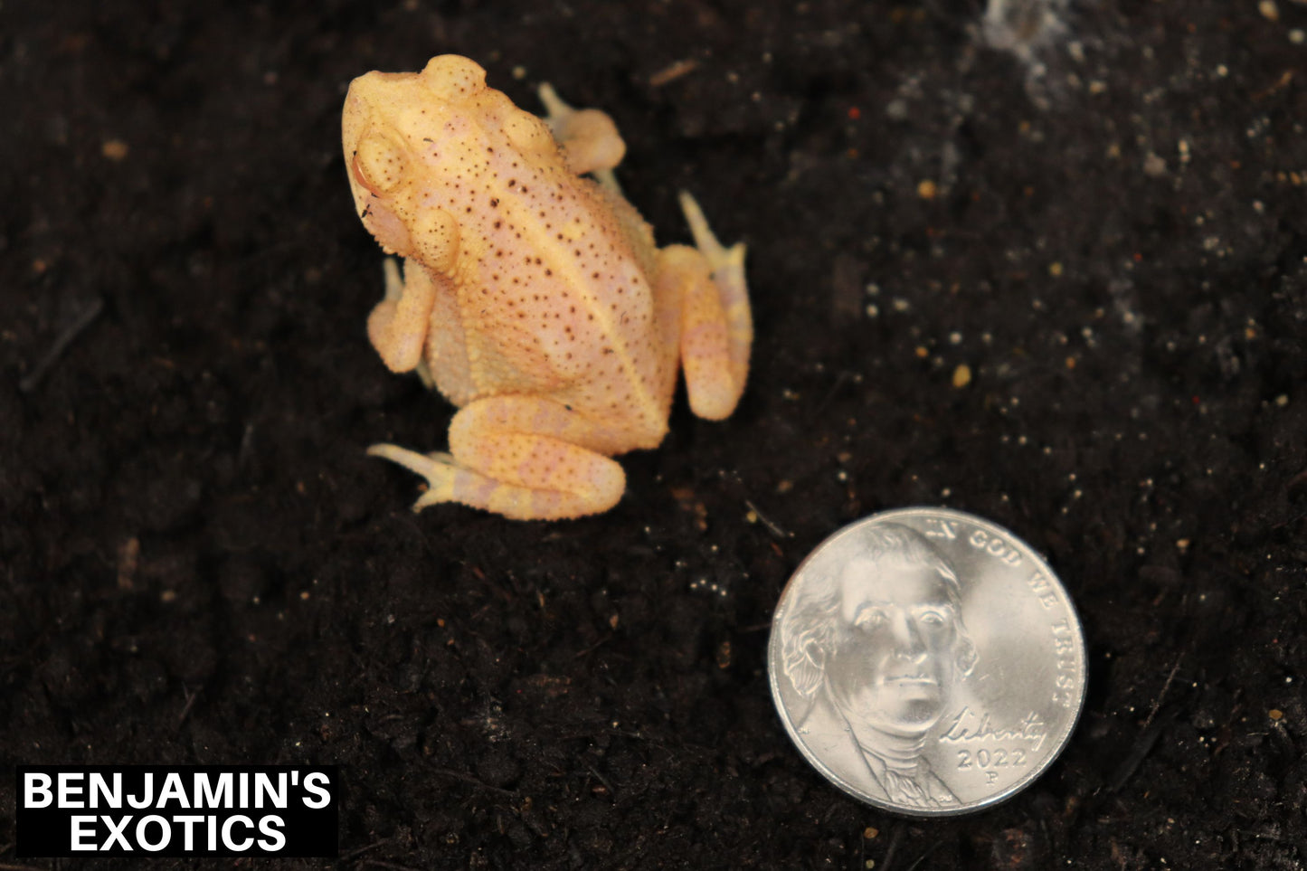 Albino Gulf Coast Toad CBB (1 Pack) Incilius nebulifer