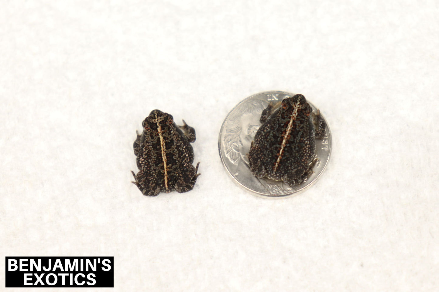 Oak Toads CBB (3 Pack) Anaxyrus quercicus