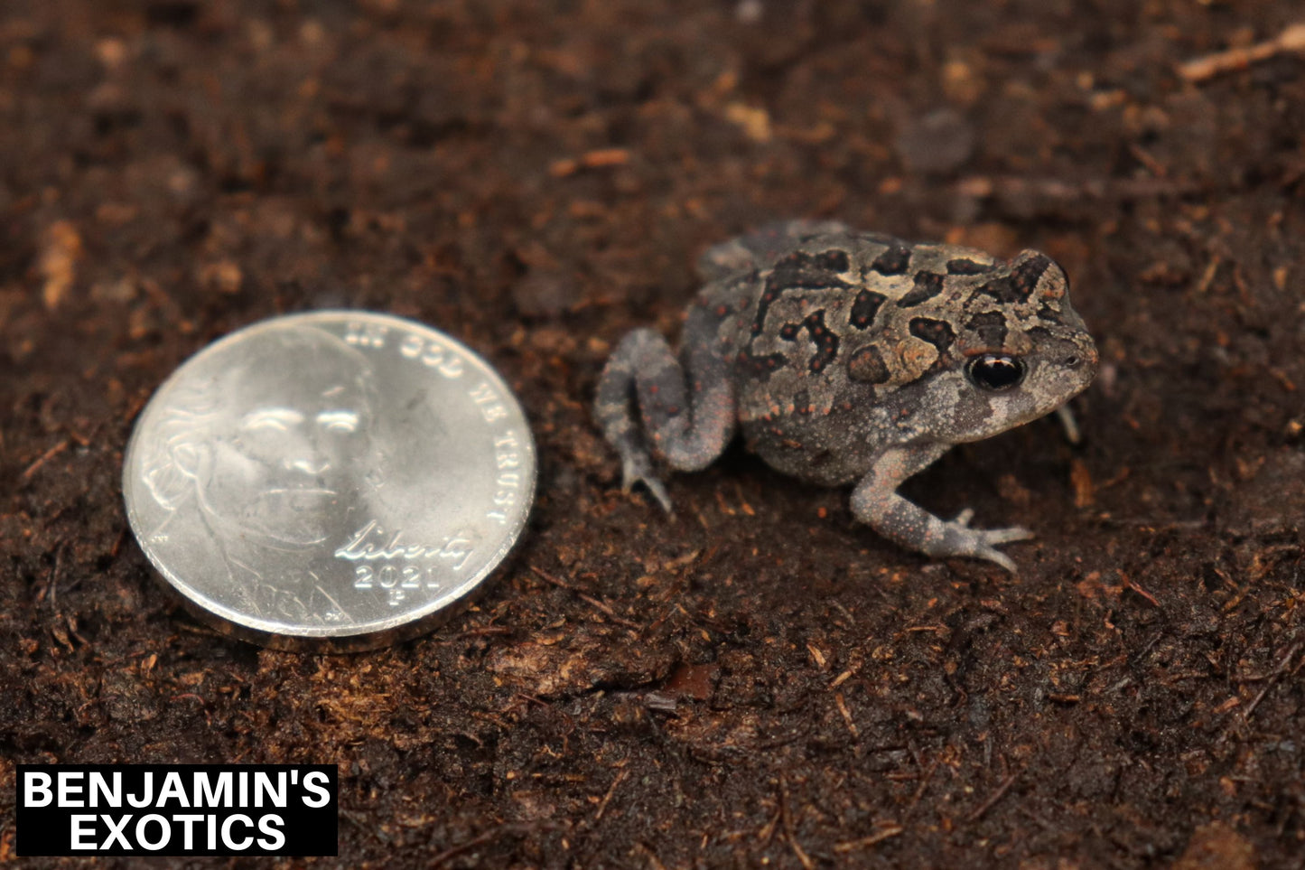 Southern Toads CBB (3 Pack) Anaxyrus terrestris