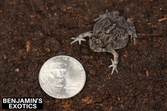 Southern Toads CBB (3 Pack) Anaxyrus terrestris