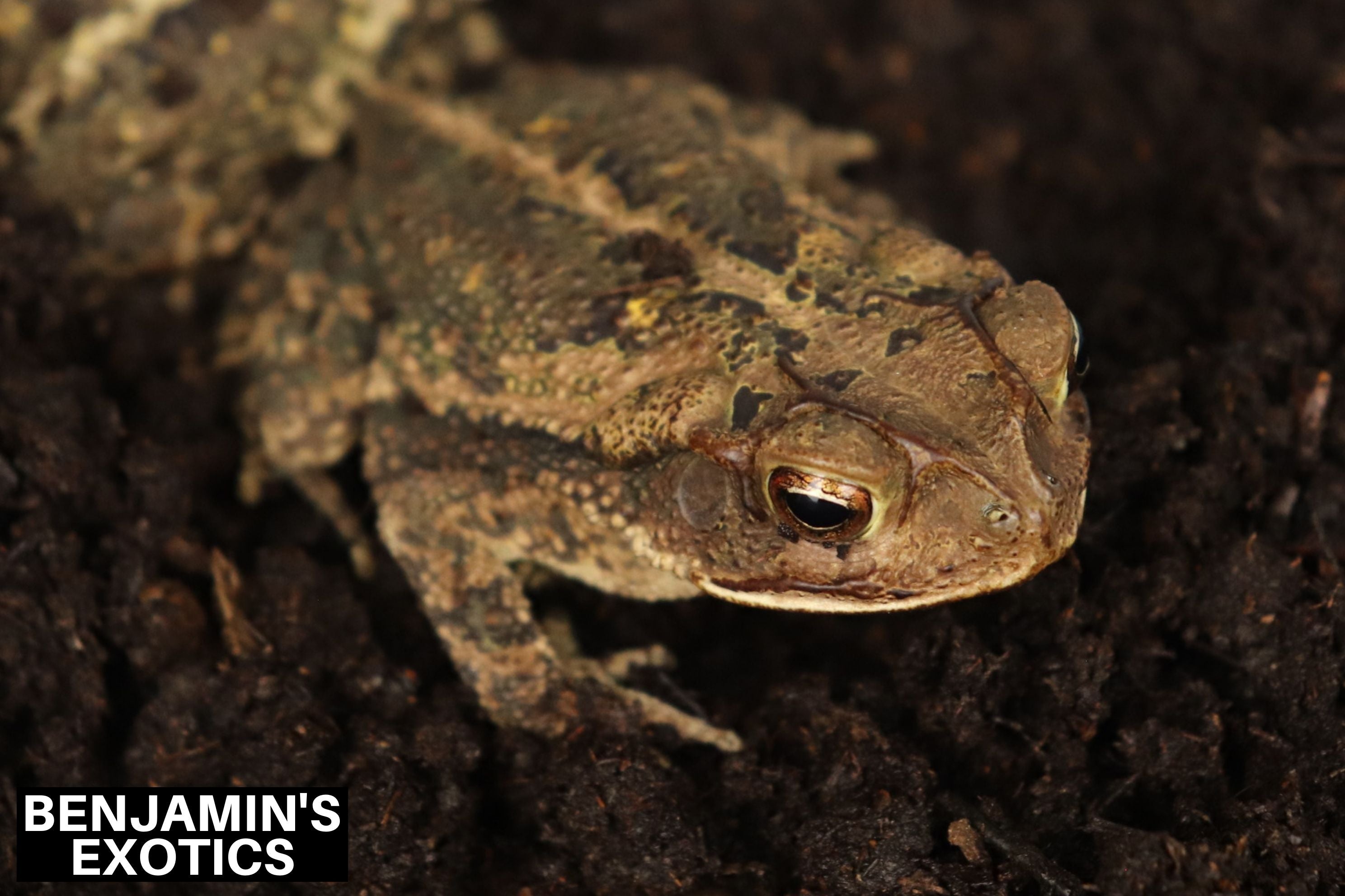 Evergreen Toad Toad Tadpoles – Benjamin's Exotics