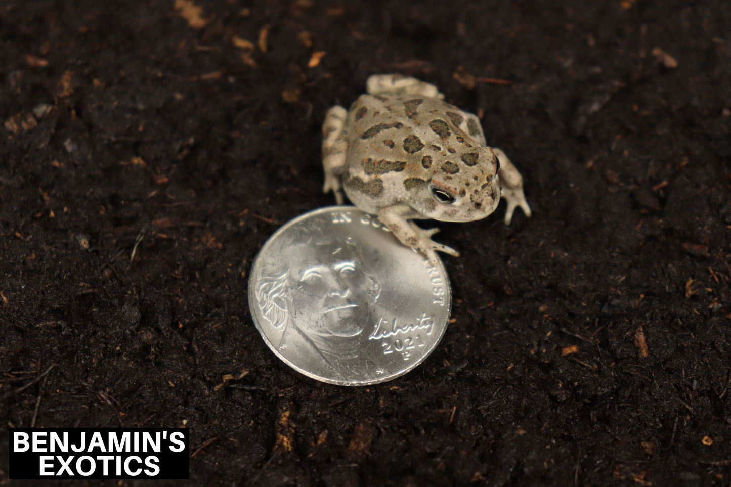 Great Plains Toads CBB (3 Pack) Anaxyrus cognatus