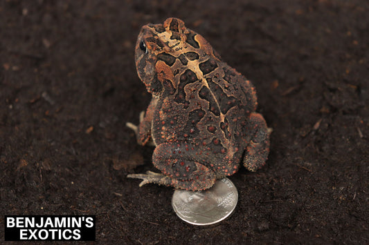 Southern Toads Subadult Female CBB (1 Pack) Anaxyrus terrestris