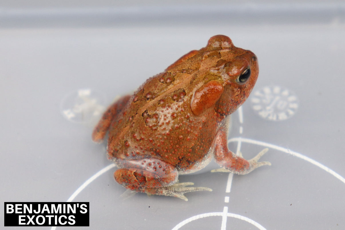 Grade B Super Red Southern Toads Cbb 1 Pack Anaxyrus Terrestris