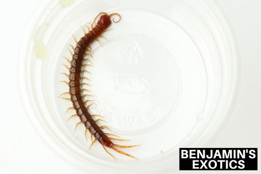 Eastern Red Centipedes (1 Pack) Free Shipping