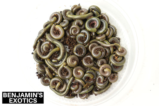 Field Collected Bumble Bee Millipedes (5 Pack) Free Shipping