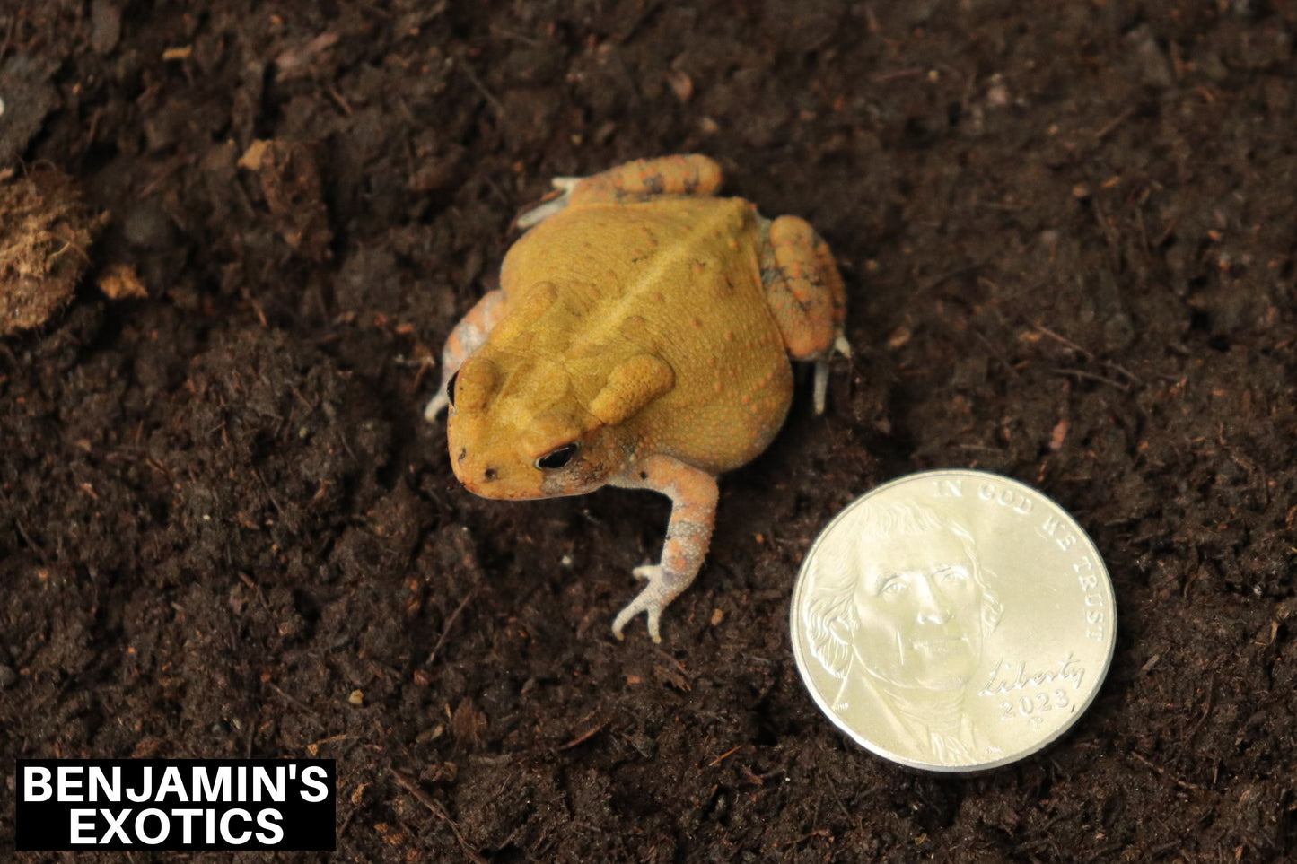 Amber Southern Toad CBB (1 Pack) Anaxyrus terrestris