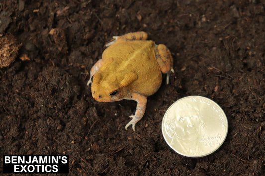 Amber Southern Toad CBB (1 Pack) Anaxyrus terrestris