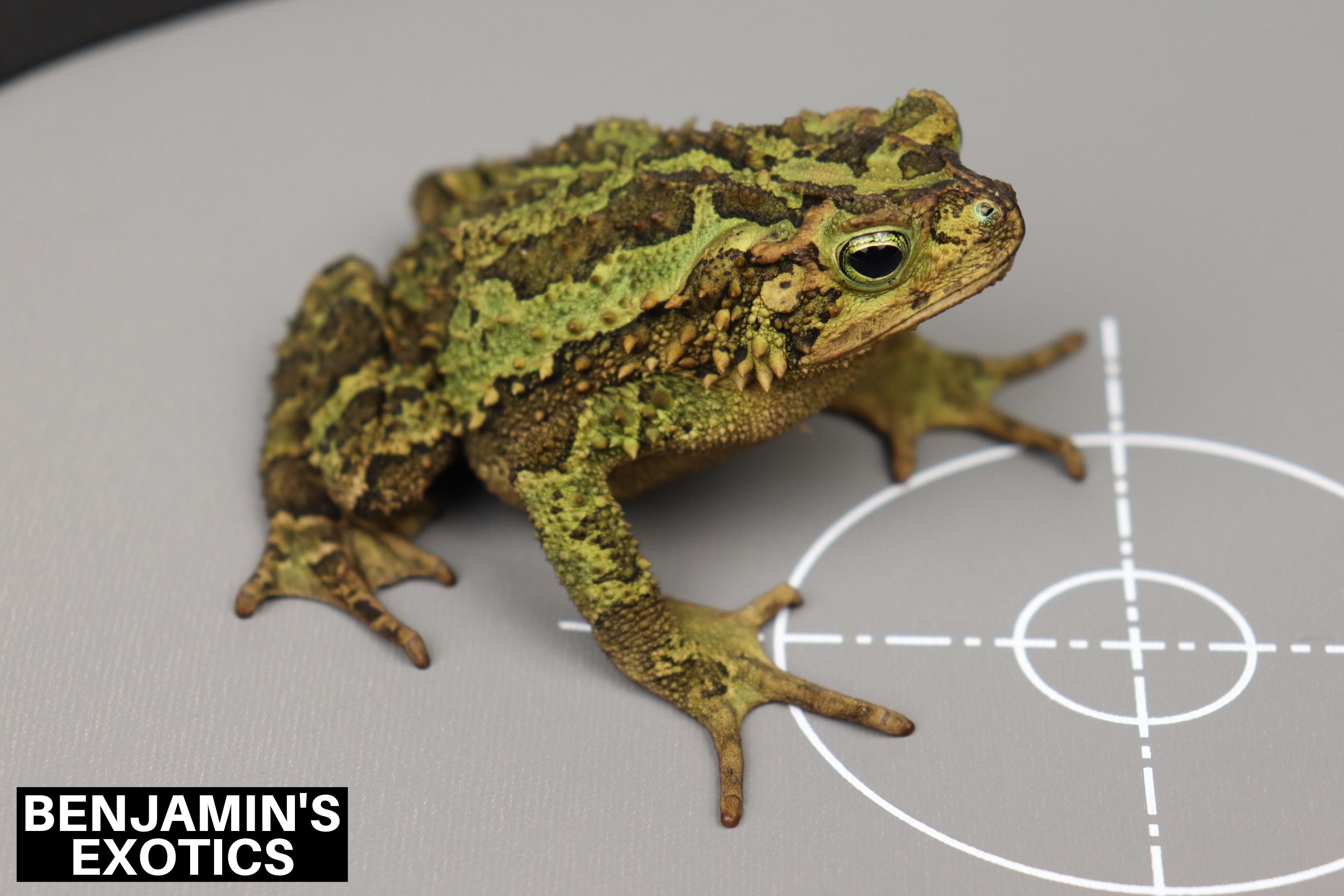 Evergreen Toad Evergreen Toad Tadpoles (3 Pack) Free Shipping – Benjamin's Exotics