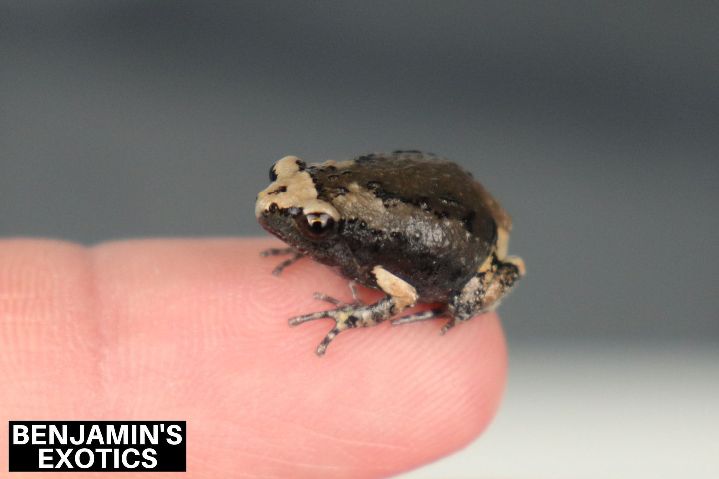 Asian Painted Frogs CBB (1 Pack) Kaloula pulchra