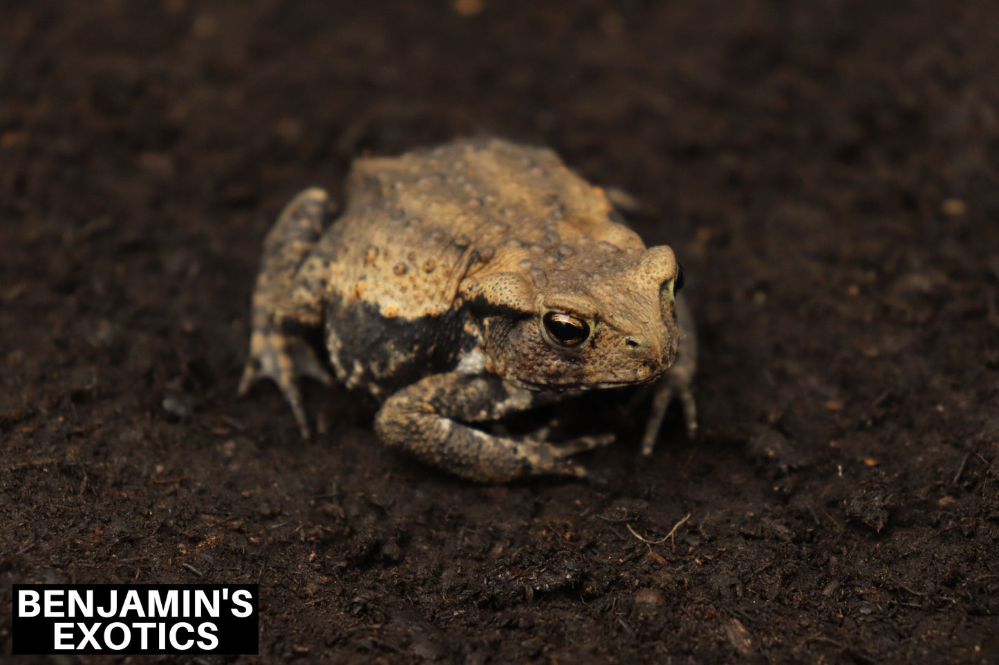 Japanese Common Toad Tadpoles (5 Pack) Free Shipping