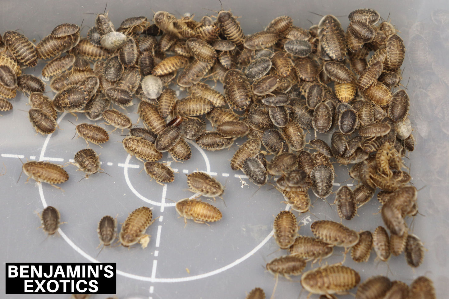 Dubia Roach Babies Small (Blaptica dubia) Free Shipping