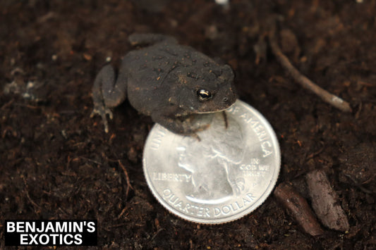 Southern Toads CBB NC Locality (3 Pack) Anaxyrus terrestris