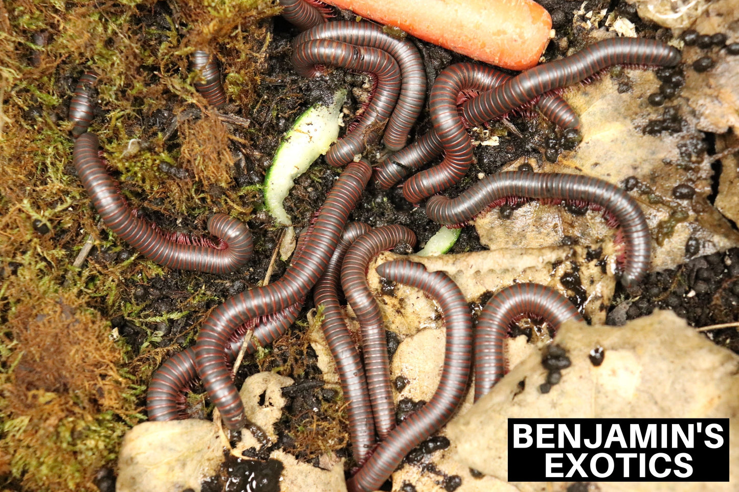 Field Collected North American Giant Millipedes (1 Pack) Free Shipping