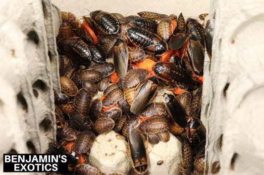 Adult Dubia Roaches (Blaptica dubia) Free Shipping